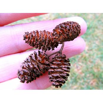 Alder Cone Clusters- 100 Pieces Mini Pinecones